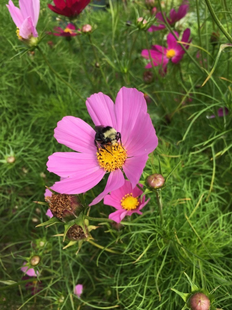 Bee