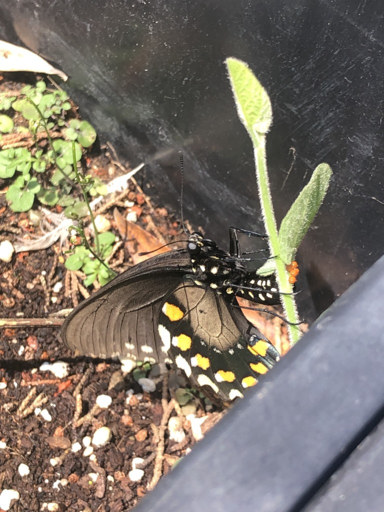 Pipeline Swallowtail Butterfly